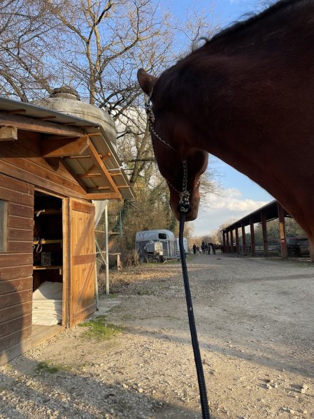 Écurie du Moulin - Pension cheval à Saint-Didier-Sur-Chalaronne - photo 2