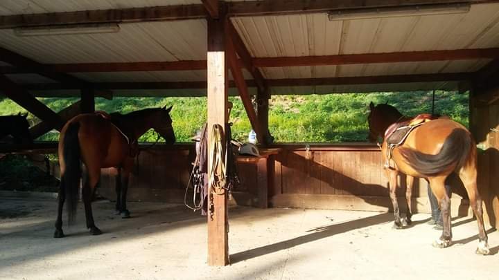 Écurie du Moulin - Pension cheval à Saint-Didier-Sur-Chalaronne - photo 3