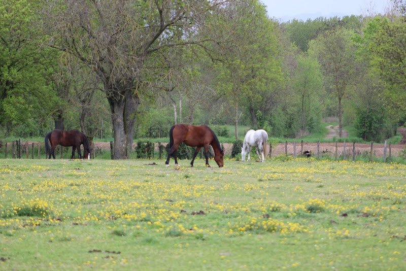 Ecurie de Saint Didier Sur Chalaronne - Haras de Challes - photo 2