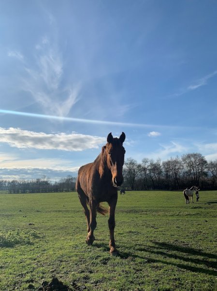 Ecurie de Saint Didier Sur Chalaronne - Haras de Challes - photo 3