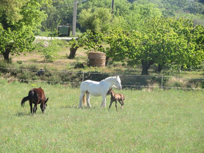 La ferme équestre des Neyrons - photo 1