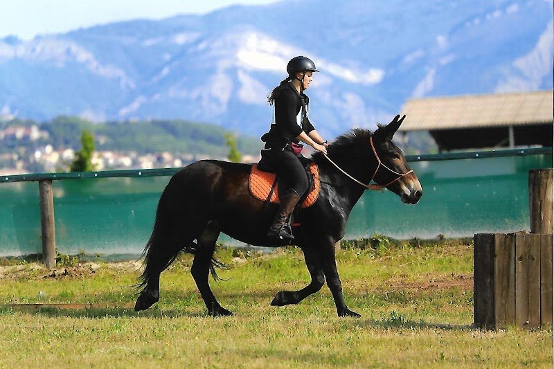 La ferme équestre des Neyrons - photo 2