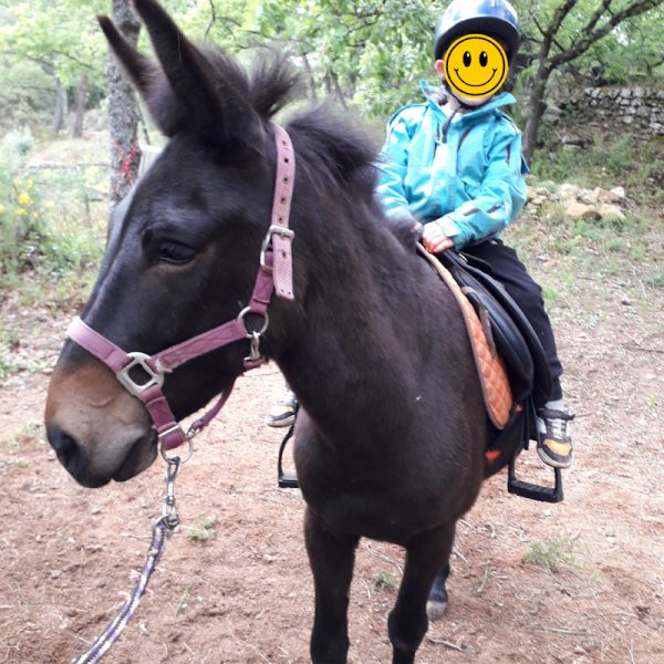 La ferme équestre des Neyrons - photo 3