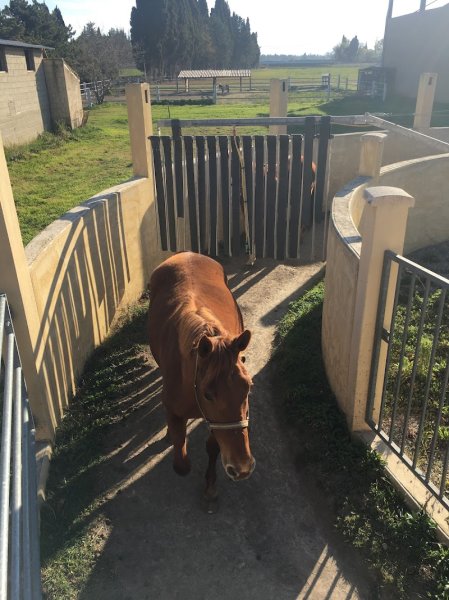 Les Ecuries de Provence - photo 2