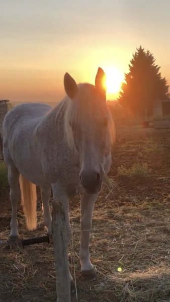 À cheval Écuries du Mas des Montagnons - photo 2