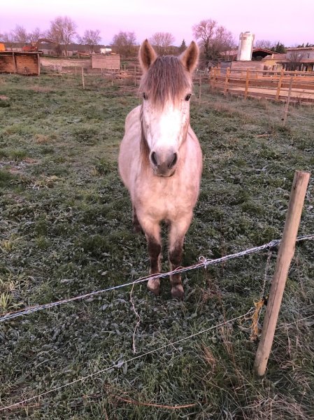 À cheval Écuries du Mas des Montagnons - photo 3