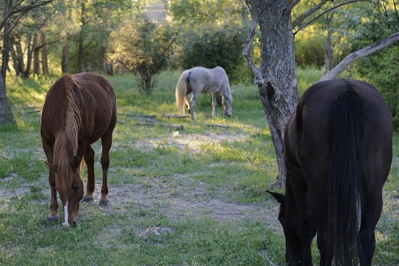 Cheval Enjeu - photo 2