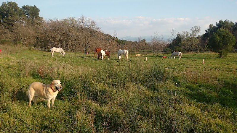 Poney Club Desportis - photo 3