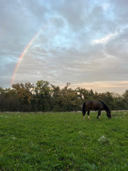 Ecurie Grillon - photo 1