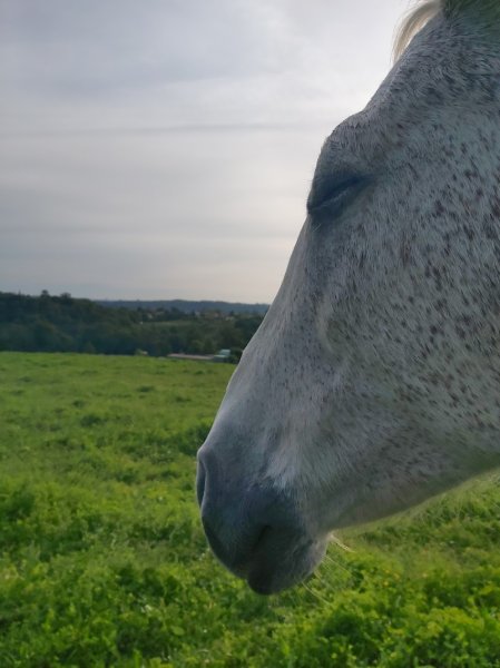 Ecurie Grillon - photo 2