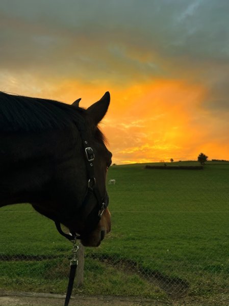 Ecurie Grillon - photo 3