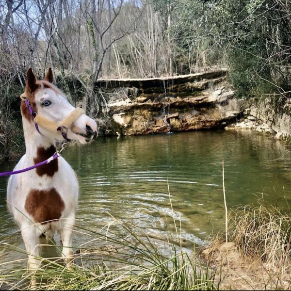 Les ecuries du mistral - photo 1