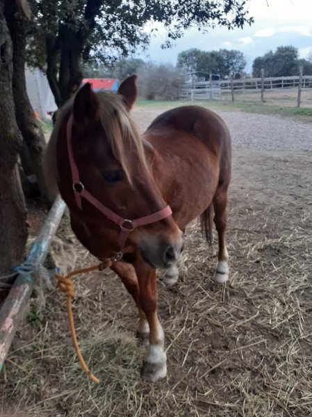 Écurie de Bégadan - photo 2