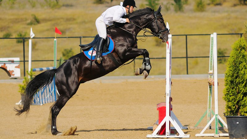 Les Ecuries de la Lône - photo 1