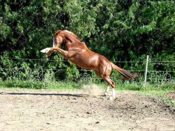 Centre équestre la montagnotte - photo 3
