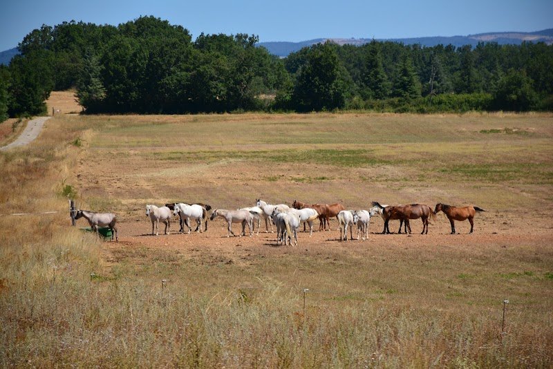 Élevage Chevaux Arabe - photo 1