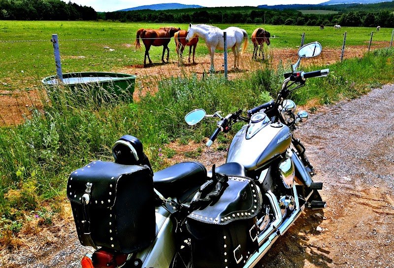 Élevage Chevaux Arabe - photo 2