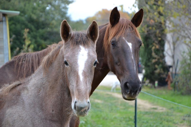 Haras de Juvénia-SCEA les Charmants - photo 1