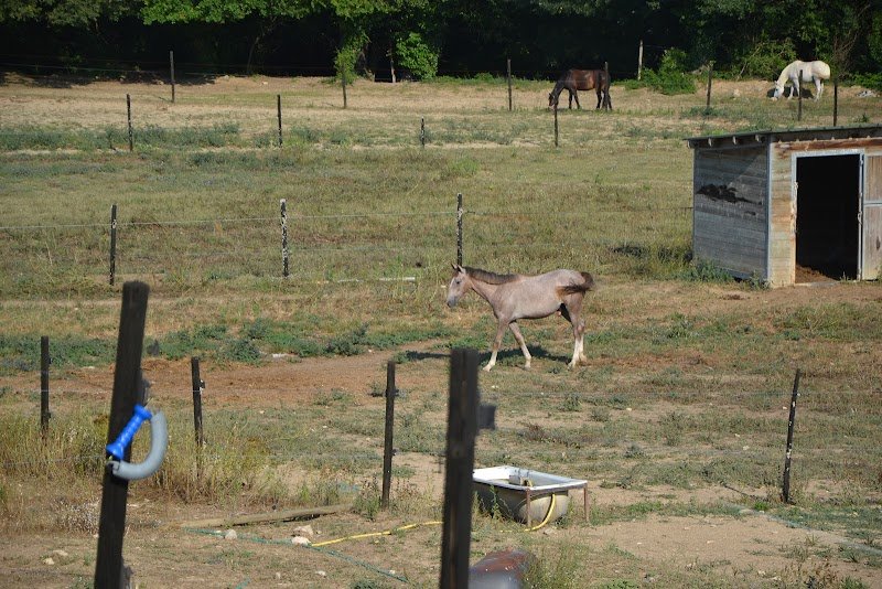 Haras de Juvénia-SCEA les Charmants - photo 3