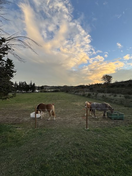 Ecuries du Levant - photo 2