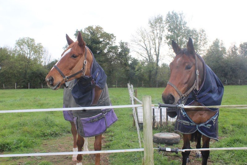Haras De l'Epine Noire : pension cheval Lisieux (proche de Caen) - écurie proprietaire - photo 2
