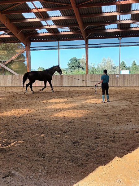 Haras De l'Epine Noire : pension cheval Lisieux (proche de Caen) - écurie proprietaire - photo 3