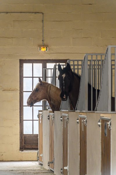 Écurie Maestoso - photo 1