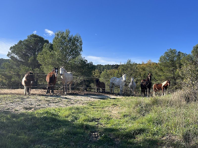 Ecurie de Saint Canadet - photo 3