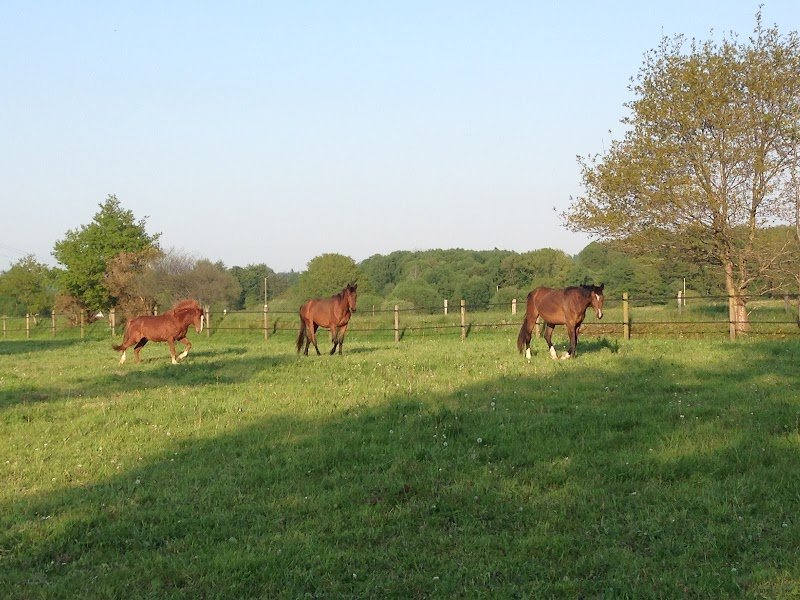 Ecurie du Grand Buisson - photo 3