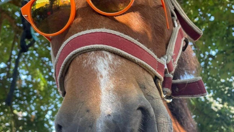 Centre Equestre et Poney Club Du Buisson - photo 1