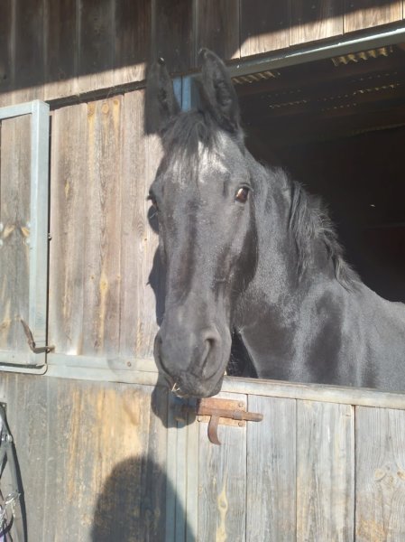 Centre Equestre et Poney Club Du Buisson - photo 3