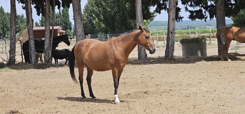 Écurie de Sauzette - photo 2