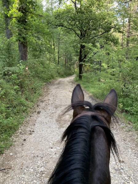 Cheval de Provence - photo 1