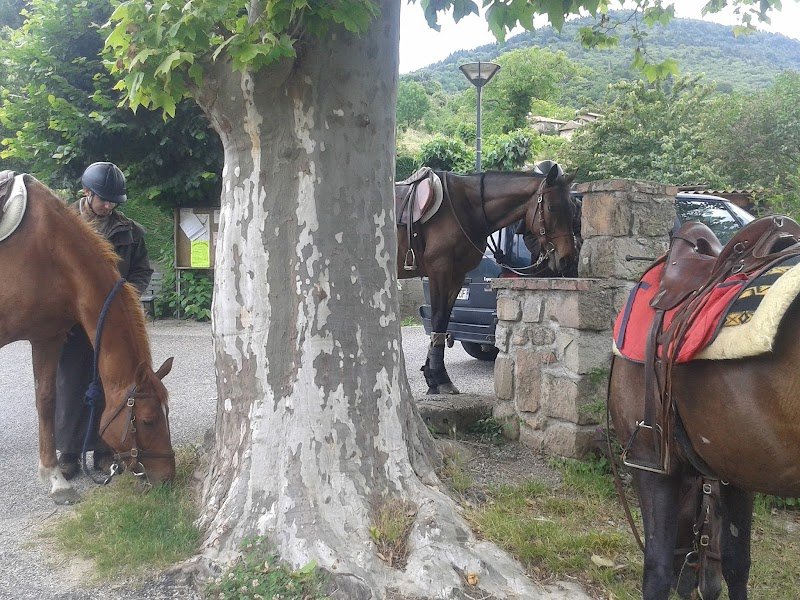 Cheval de Provence - photo 2