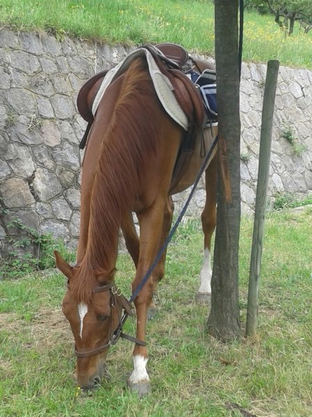 Cheval de Provence - photo 3