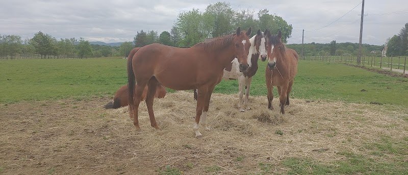 Les Ecuries du Champ Joly - photo 2