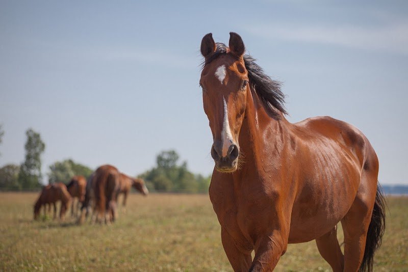 Les Ecuries du Champ Joly - photo 3