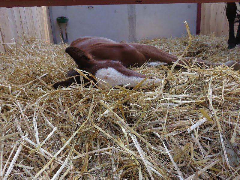 Ecurie E. DUBOIS - photo 1