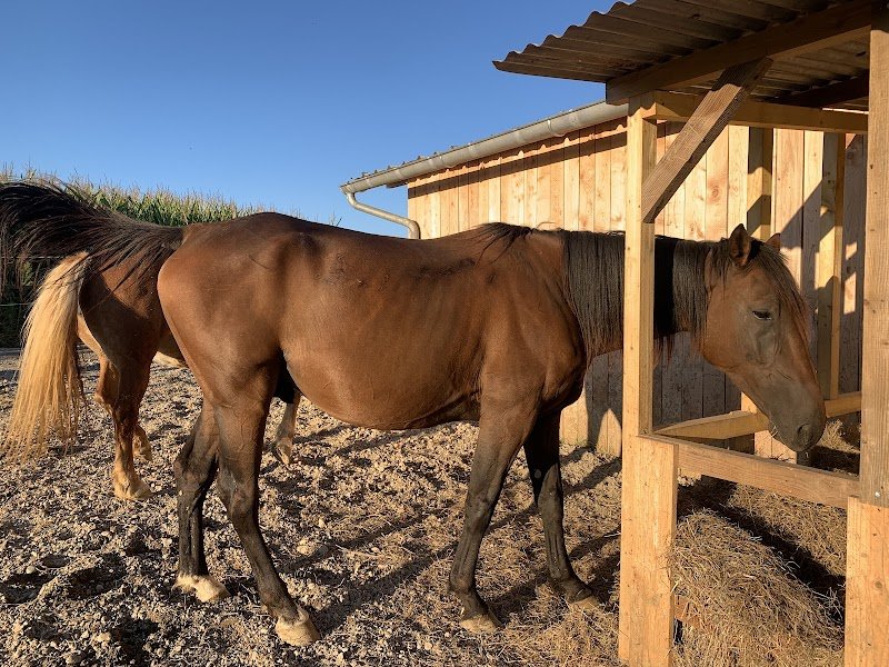 Pattes, sabots & Co - Pension pour chevaux, Shiatsu équin, naturopathie animale - photo 2