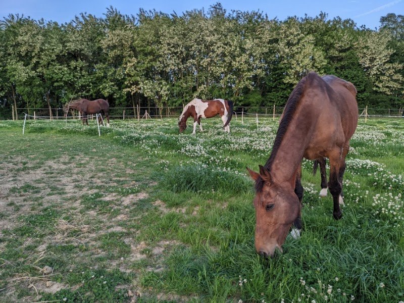 Pattes, sabots & Co - Pension pour chevaux, Shiatsu équin, naturopathie animale - photo 3