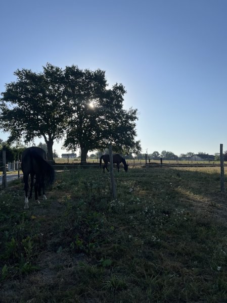 Ecurie Le haut des bois