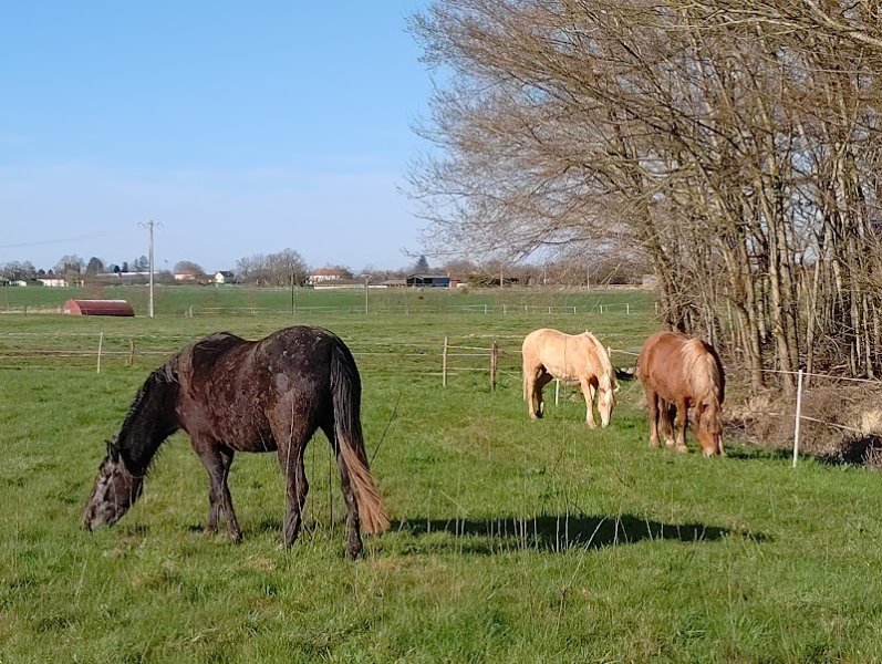 EIRL F. JANAUDY - Écurie des Capettes - photo 3
