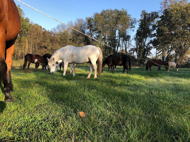 Écurie - Le Jardin des Chevaux - photo 2