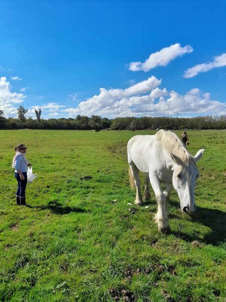 Ecurie des Etangs - photo 2