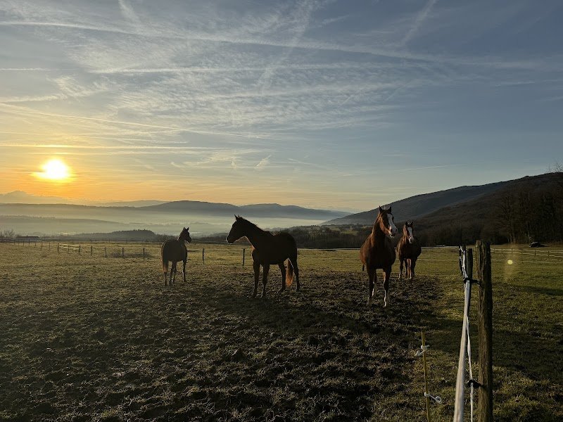 Ferme Equestre Les Chênes - photo 3