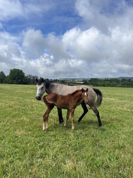 Ecurie Enon - Franck LAOUSSE - photo 3