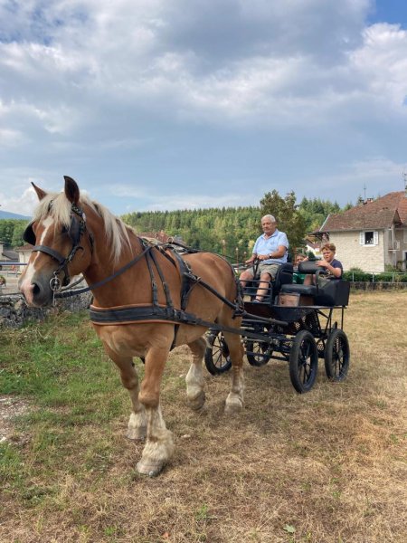 RANCH FREEDOM'S HORSES
