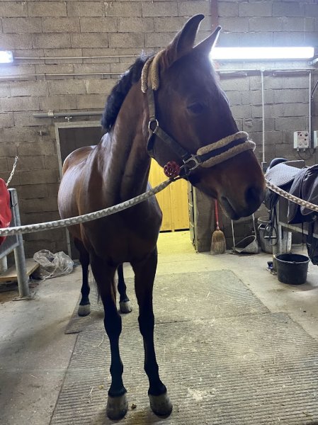 Equitannaz Ecurie de propriétaires - photo 2