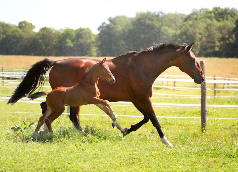 les écuries de massoran