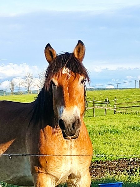 Écurie de la Vignotte - photo 2